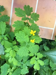 Chelidonium majus