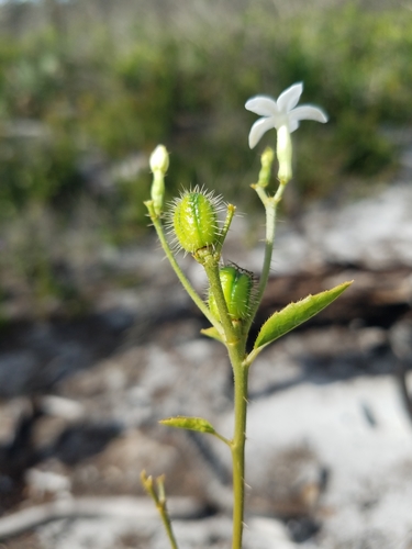 Cnidoscolus stimulosus image