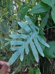 Phlebodium pseudoaureum