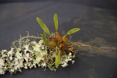 Bulbophyllum tuberculatum