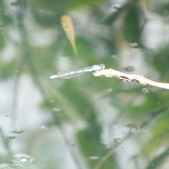 Erythromma lindenii