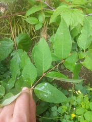 Apocynum androsaemifolium image