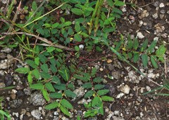 Chamaecrista pumila