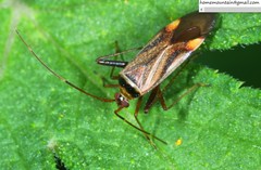 Adelphocoris melanocephalus