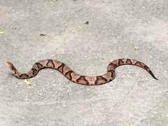 Agkistrodon contortrix