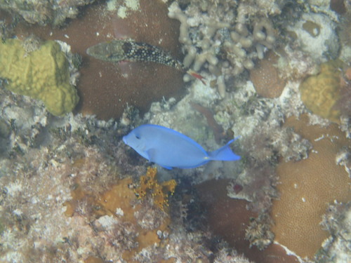 Porites porites