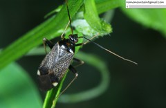Adelphocoris tenebrosus