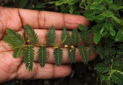 Chamaecrista pumila