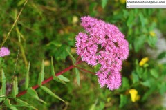 Hylotelephium spectabile