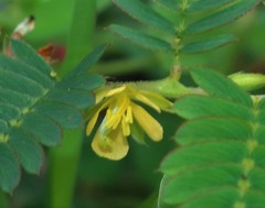 Chamaecrista pumila
