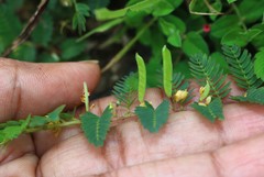 Chamaecrista pumila