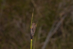 Ptilothrix deusta