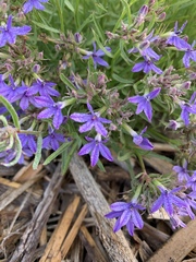 Palmerella debilis serrata