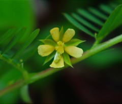 Chamaecrista pumila