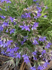 Palmerella debilis serrata