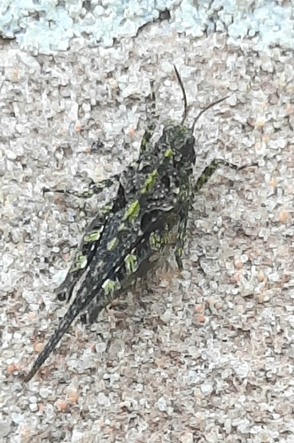 Cepero's Groundhopper, 5106 NS Dongen, Nederland, photo 10 of 10