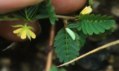Chamaecrista pumila