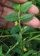 Chamaecrista pumila