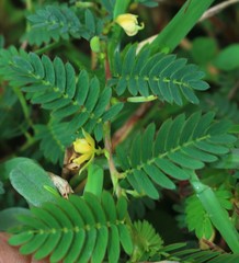 Chamaecrista pumila