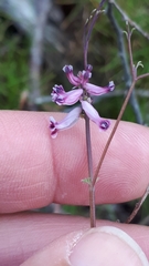 Cysticapnos cracca