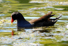 Gallinula chloropus