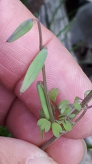 Cysticapnos cracca