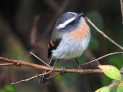 Ochthoeca rufipectoralis