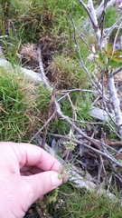 Cysticapnos cracca