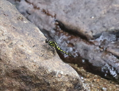 Diplacina sanguinolenta