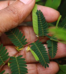 Chamaecrista pumila