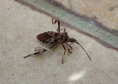 Leptoglossus occidentalis