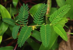 Chamaecrista pumila