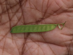 Chamaecrista pumila