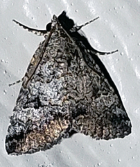 Eubolina