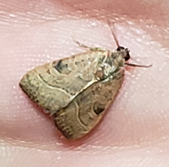Galgula