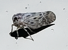 Cedusa maculata