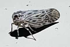 Cedusa maculata