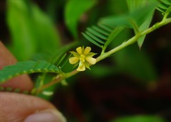 Chamaecrista pumila