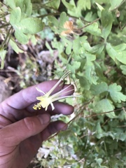 Aquilegia micrantha