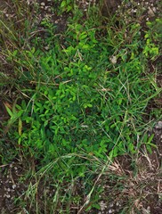 Chamaecrista pumila