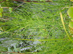 Equisetum palustre