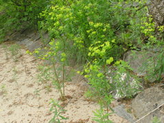 Euphorbia palustris