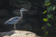 Ardea herodias
