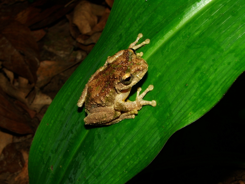 Boulenger's Bushfrog