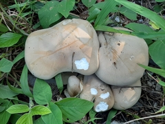 Macrocybe