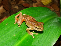 Boulenger's Bushfrog photo 2