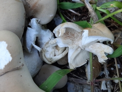 Macrocybe