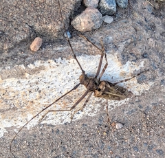 Macropophora accentifer