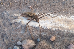 Macropophora accentifer