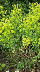 Euphorbia palustris